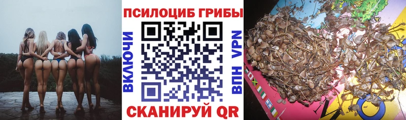 купить наркотики цена  Алатырь  Псилоцибиновые грибы MAGIC MUSHROOMS 